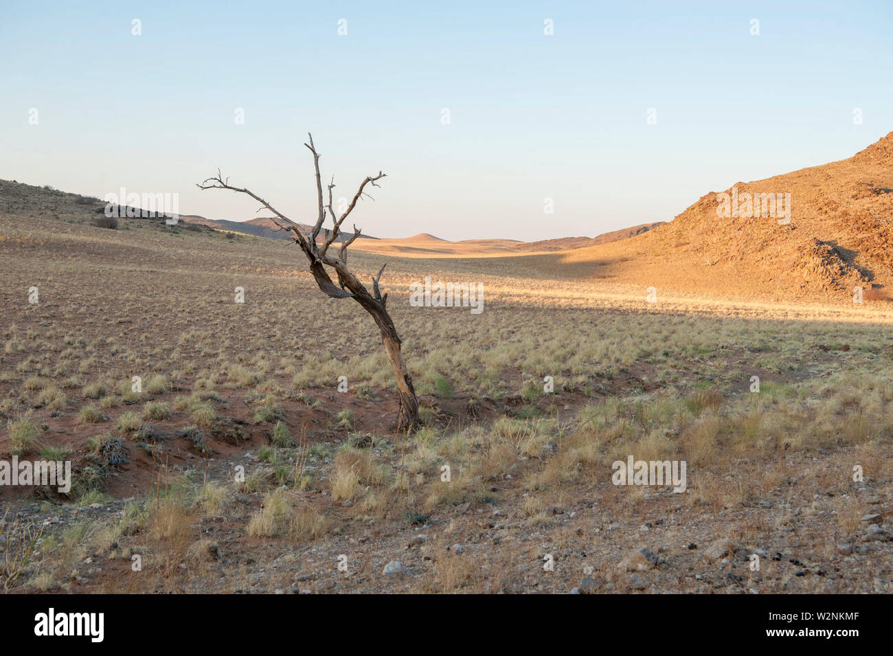 Lone dry tree in the  Namib desert plains Brandberg Mountain, Damaraland, Namibia Stock Photo