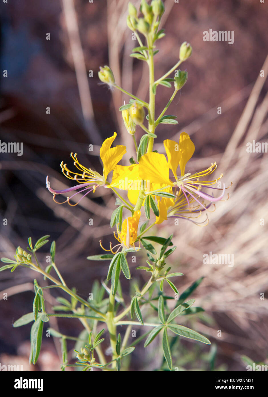blooming yellow flower,  Brandberg Mountain, Damaraland, Namibia Stock Photo