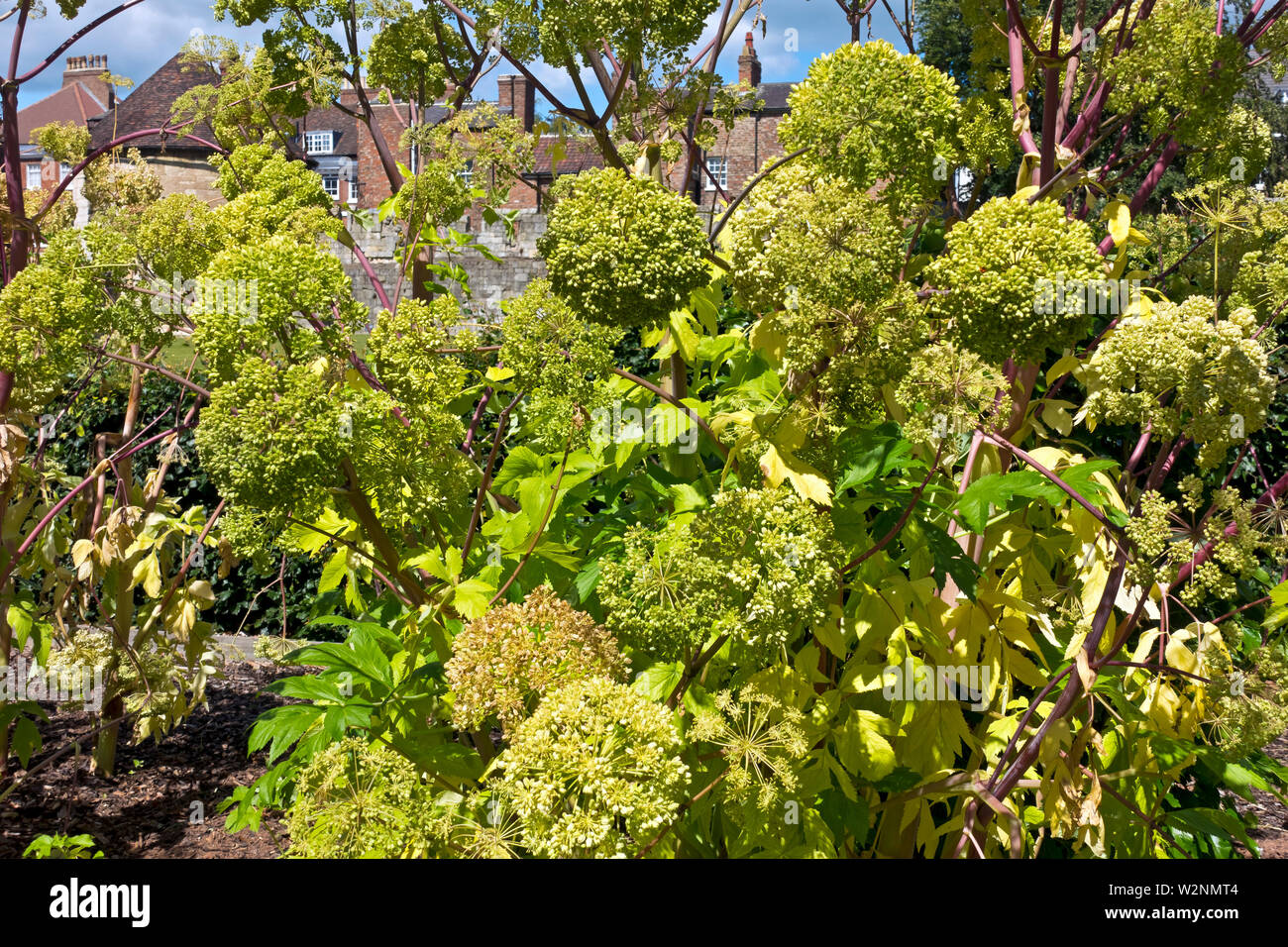 Close up of garden angelica apiaceae (Angelica archangelica) in summer England UK United Kingdom GB Great Britain Stock Photo