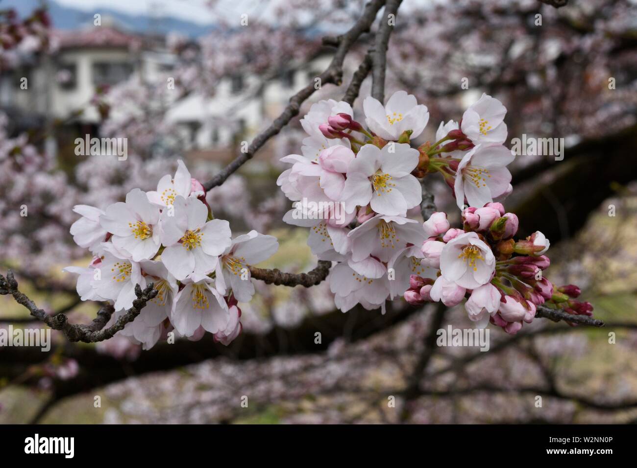Cherry blossoms in Furukawa, Japan, Asia. Stock Photo