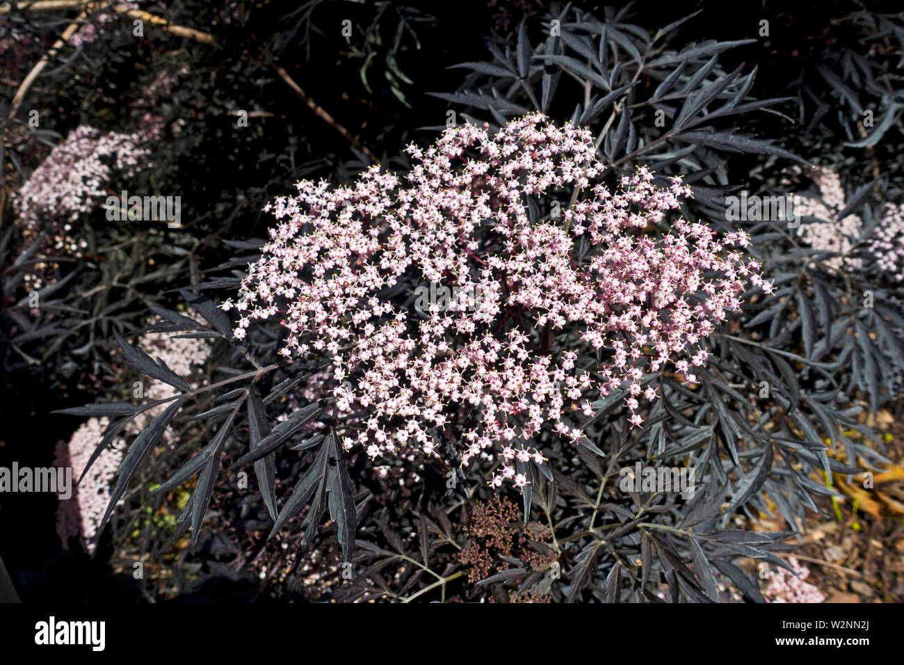 Close up of Black Lace Elder Sambucus Nigra Porphyrophylla Eva shrub plant in summer England UK United Kingdom GB Great Britain Stock Photo