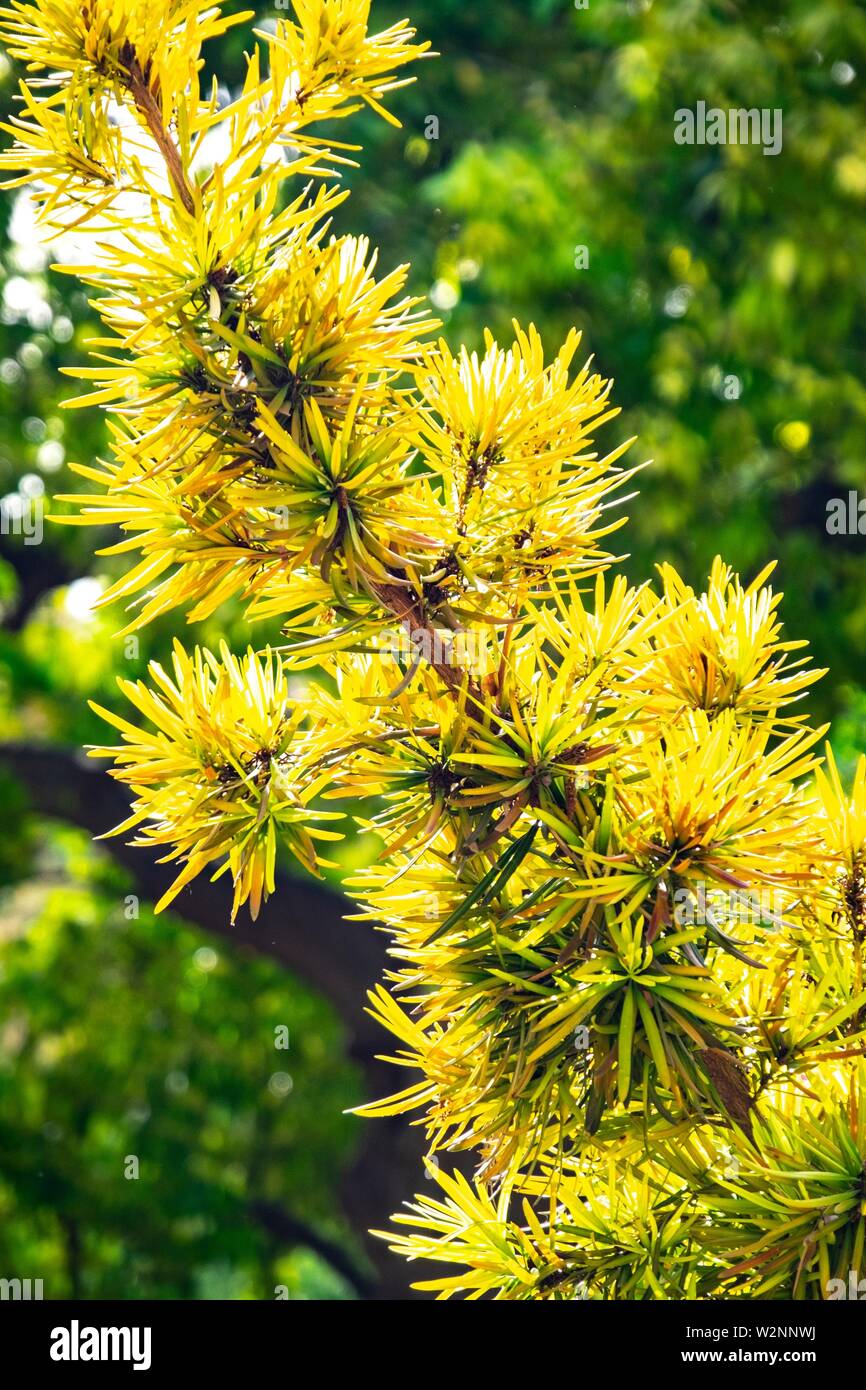 Podocarpus acutifolius, Kirk Stock Photo Alamy