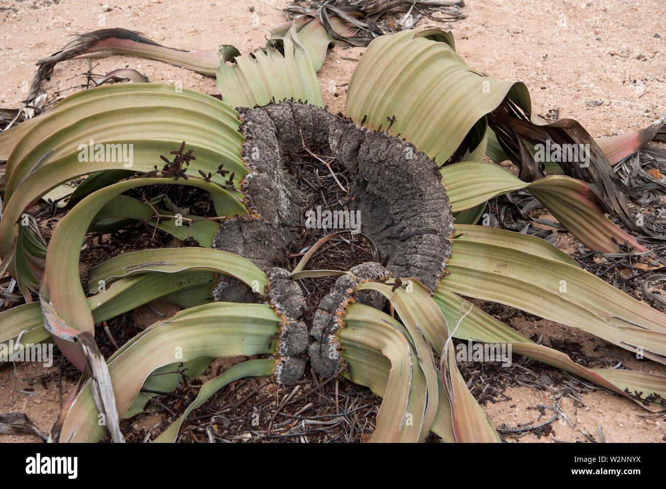 Welwitschia mirabilis. This unique plant consists of a woody stem and two large leaves. It is evergreen and the leaves grow continuously along the gro Stock Photo