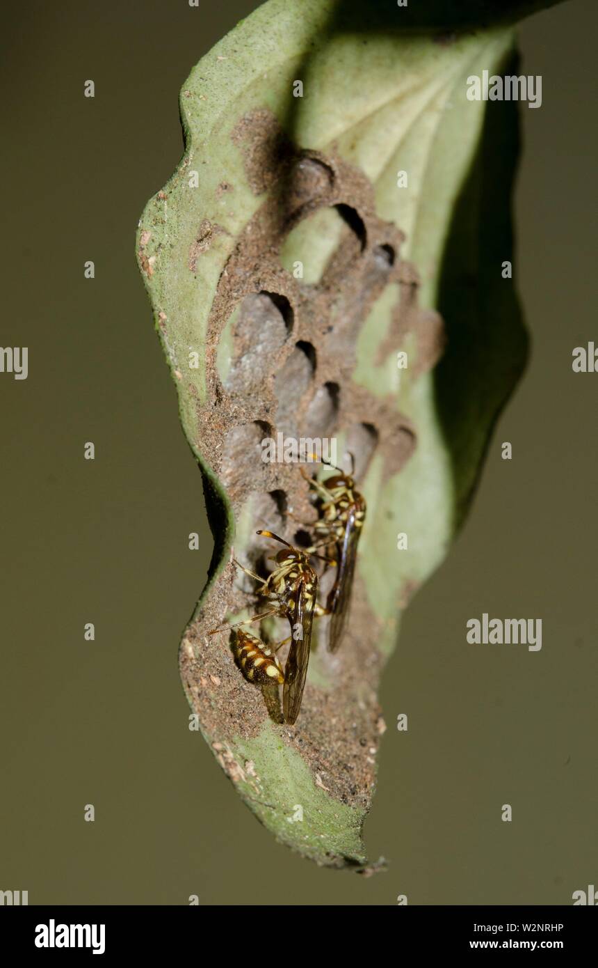 Wasp Nest Structure High Resolution Stock Photography and Images - Alamy