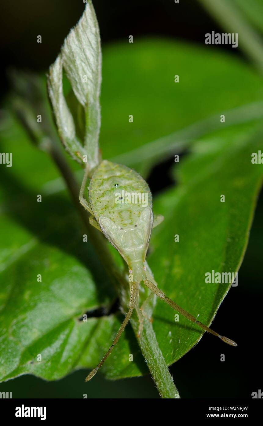 Sap Sucking Bug High Resolution Stock Photography and Images Alamy