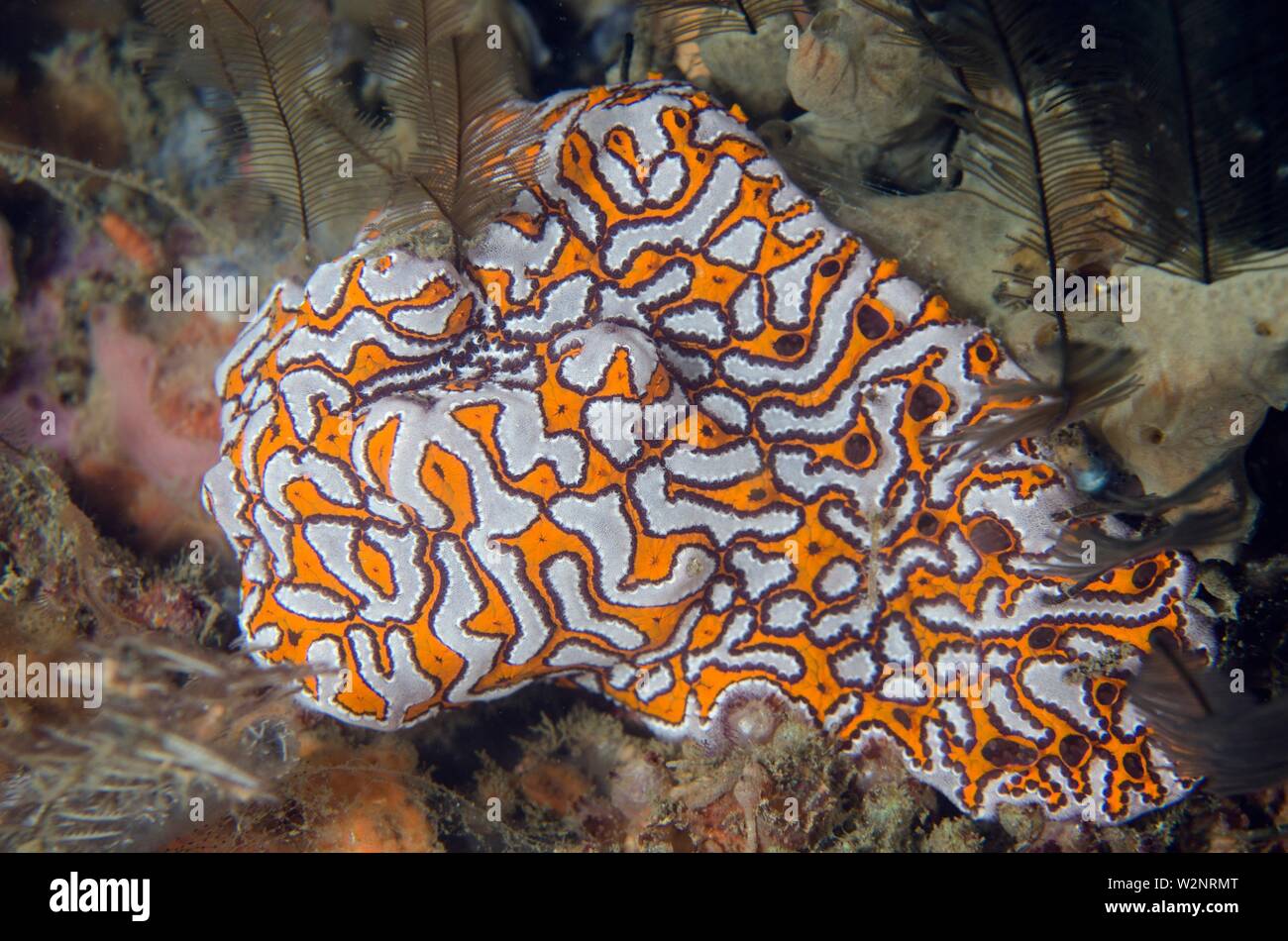 Tunicates (Botryllus sp, Styelidae family), Jetty dive site, Padangbai, near Candidasa, Bali, Indonesia. Stock Photo