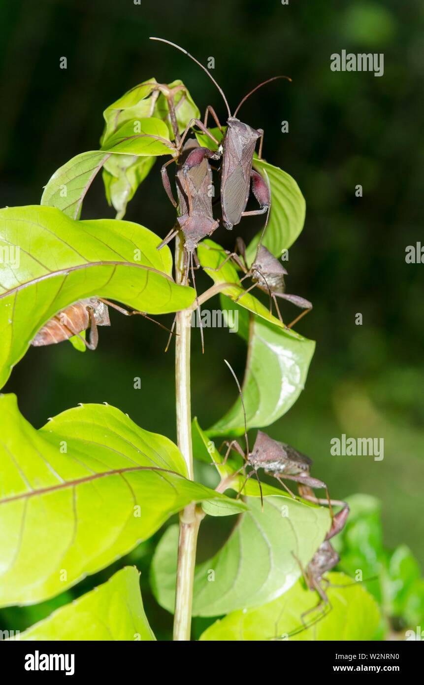 Leaf-footed Bugs (Coreidae family) on leaf, Klungkung, Bali, Indonesia. Stock Photo