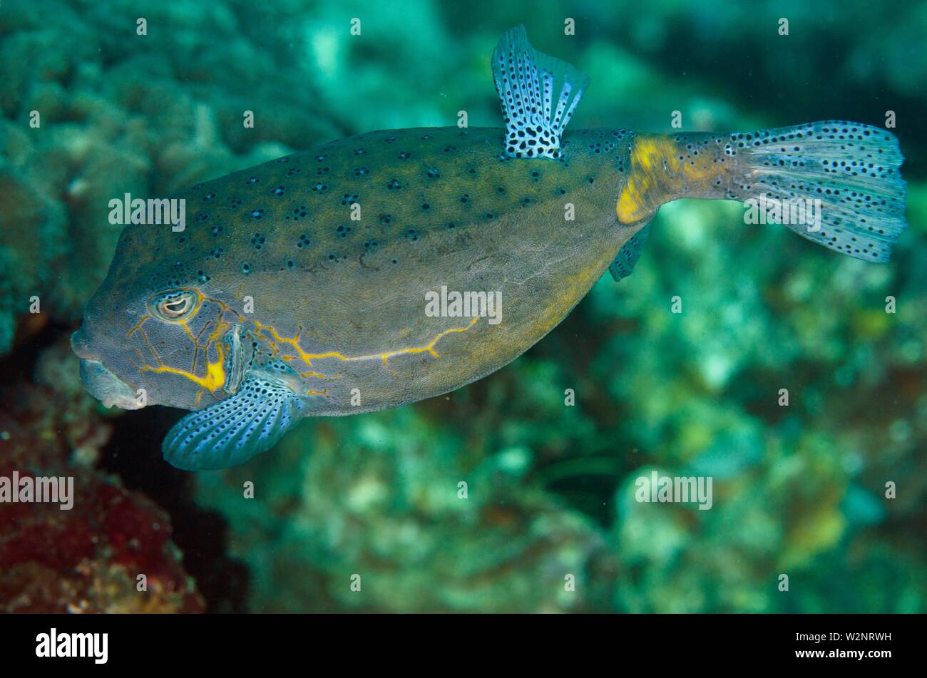 Yellow Boxfish (Ostracion cubicus, Ostraciidae family), Gili Tepekong dive site, Candidasa, Bali, Indonesia. Stock Photo