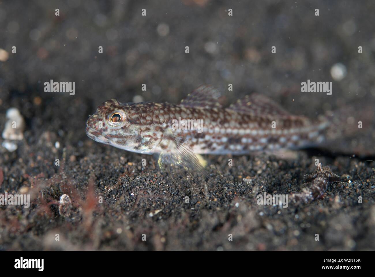 Gobiiformes High Resolution Stock Photography and Images Alamy