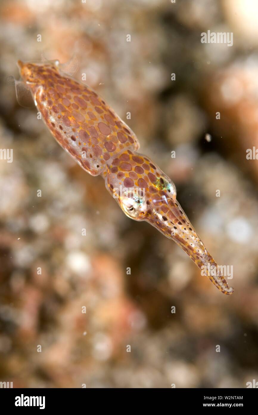 Pygmy Squid (Idiosepius sp, Idiosepiidae family), Pantai Parigi dive site, Lembeh Straits, Sulawesi, Indonesia. Stock Photo
