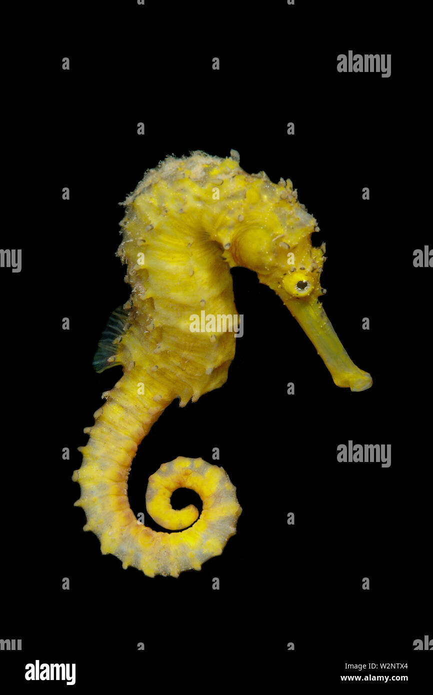 Spotted seahorse (Hippocampus Kuda) Stock Photo