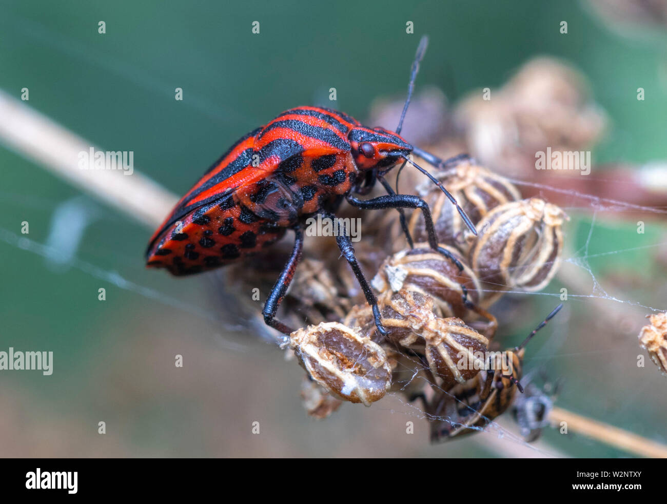 true bugs are part of Israels wildlife Stock Photo Alamy