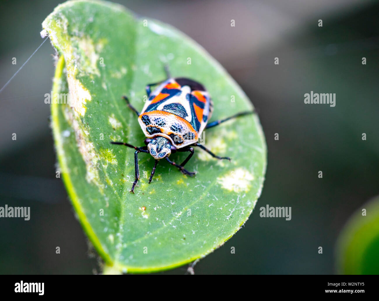true bugs are part of Israels wildlife Stock Photo Alamy