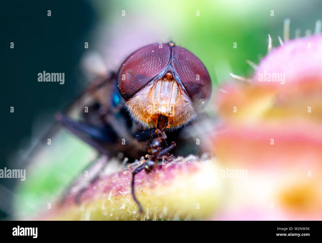 Israeli Fly Insect Israels wildlife hi-res stock photography and images - Alamy