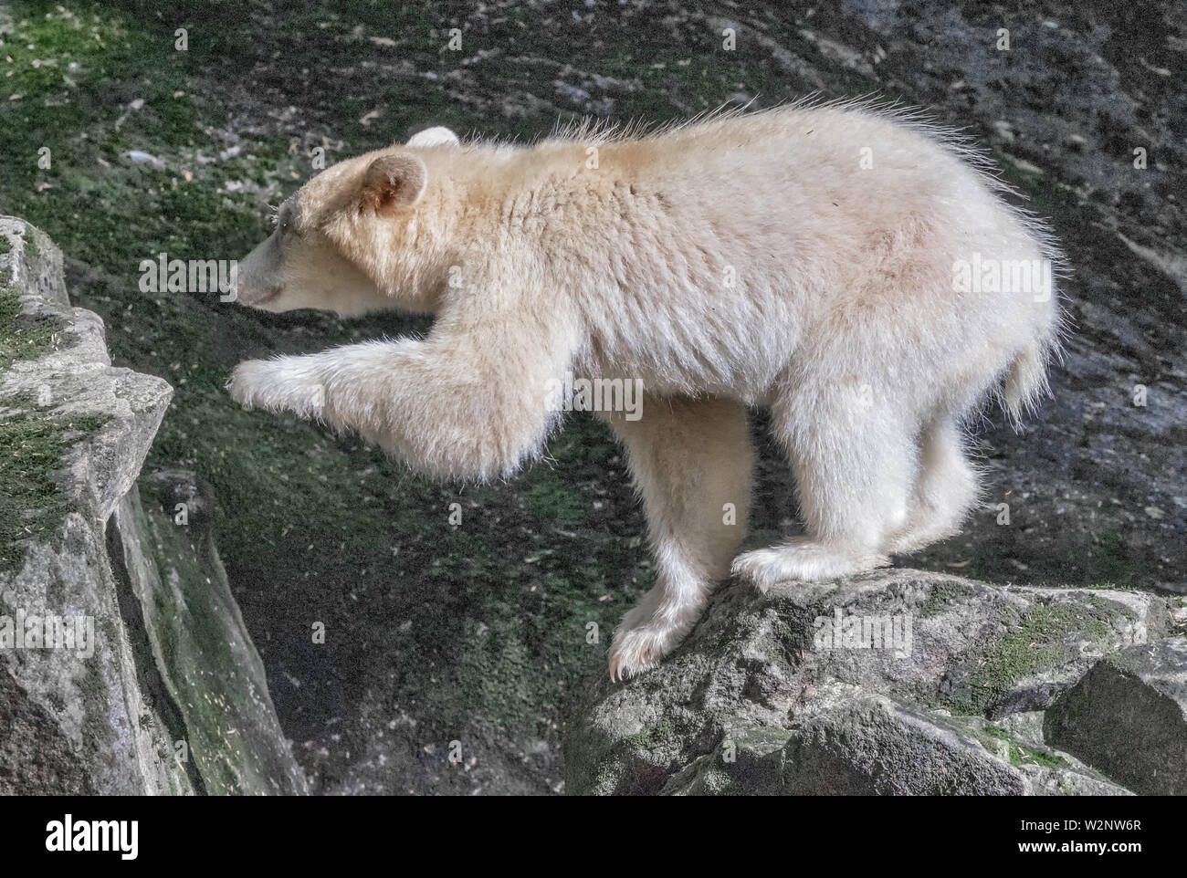 Kermode bear in the Great Bear Rainforest British Columbia also called Spirit Bear Stock Photo