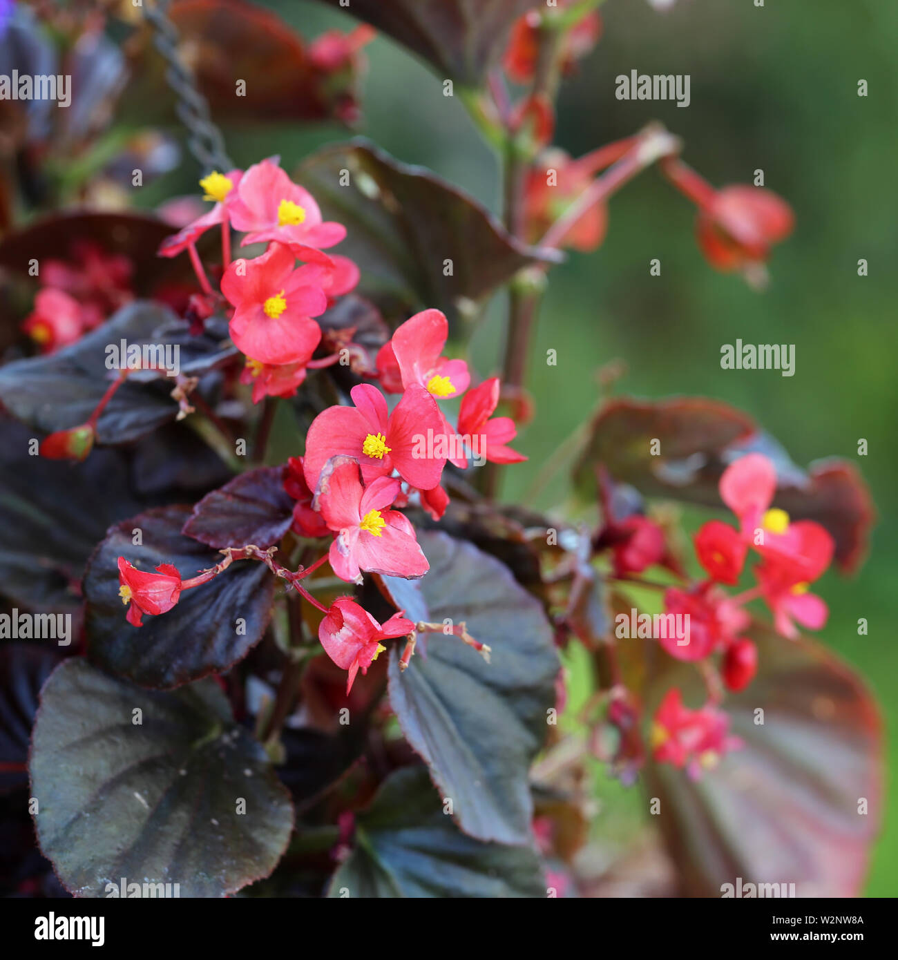 Red begonia flowers in a closeup photo taken with a macro lens in the island of Madeira, Portugal. Beautiful blooming flowers and plenty of leaves. Stock Photo