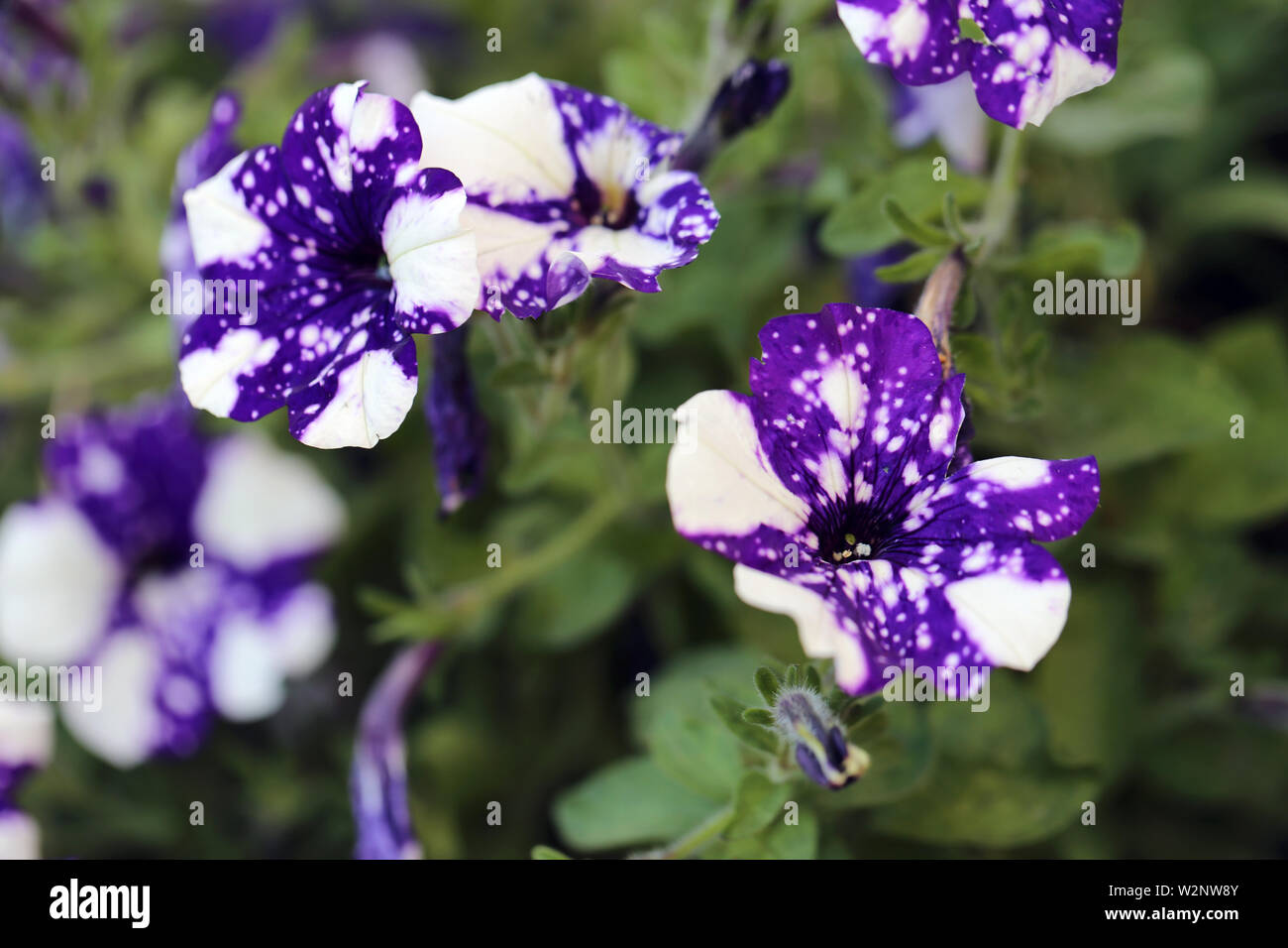 Exotic pansy flowers photographed in Madeira. These pansies have bicolored flowers with white and purple dots and area. Beautiful spotted pansies! Stock Photo