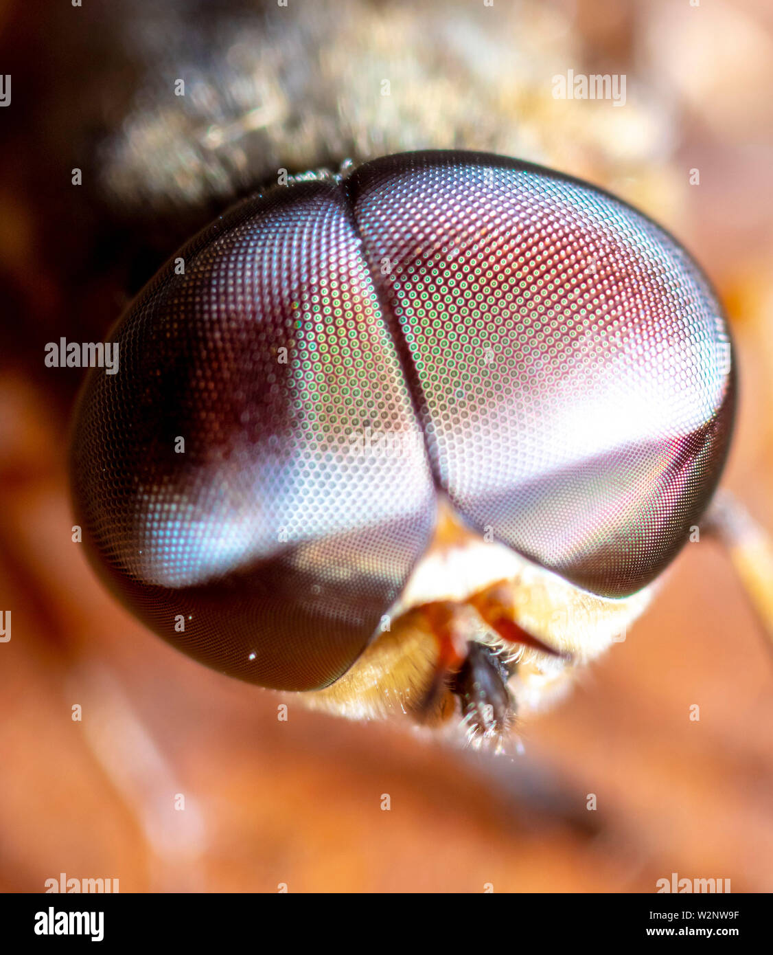 the fly are part of Israels wildlife Stock Photo