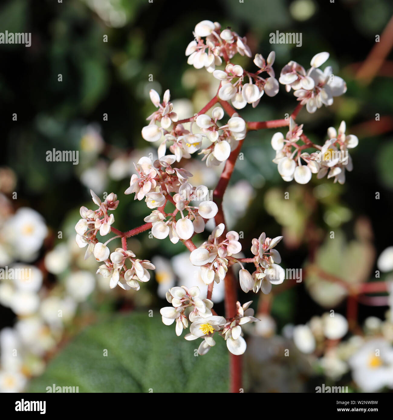 White begonia flowers in a closeup photo taken with a macro lens in the island of Madeira, Portugal. Beautiful blooming flowers. Stock Photo