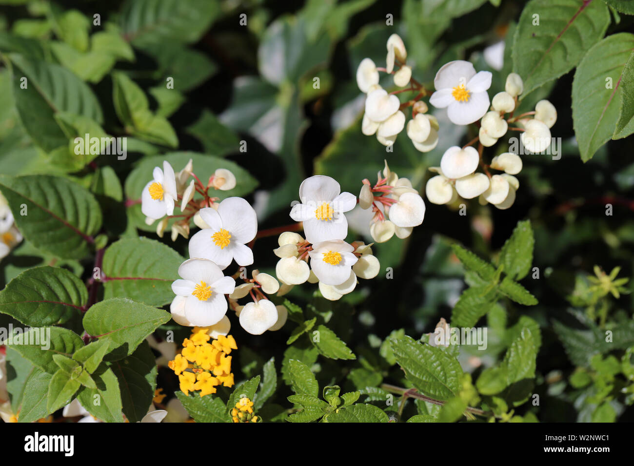 White begonia flowers in a closeup photo taken with a macro lens in the island of Madeira, Portugal. Beautiful blooming flowers. Stock Photo