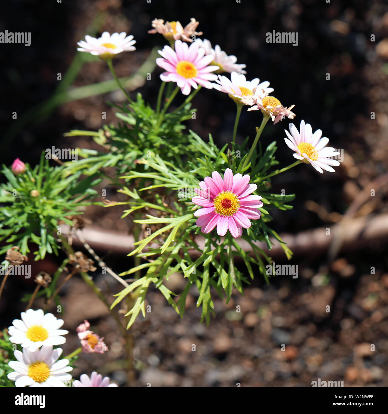 Pink and white wildflowers hi-res stock photography and images - Alamy