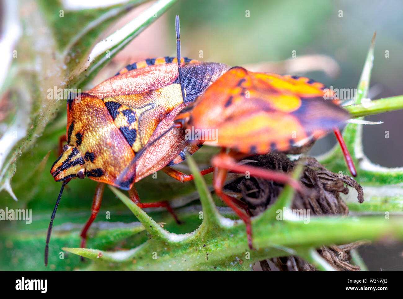 true bugs are part of Israels wildlife Stock Photo Alamy
