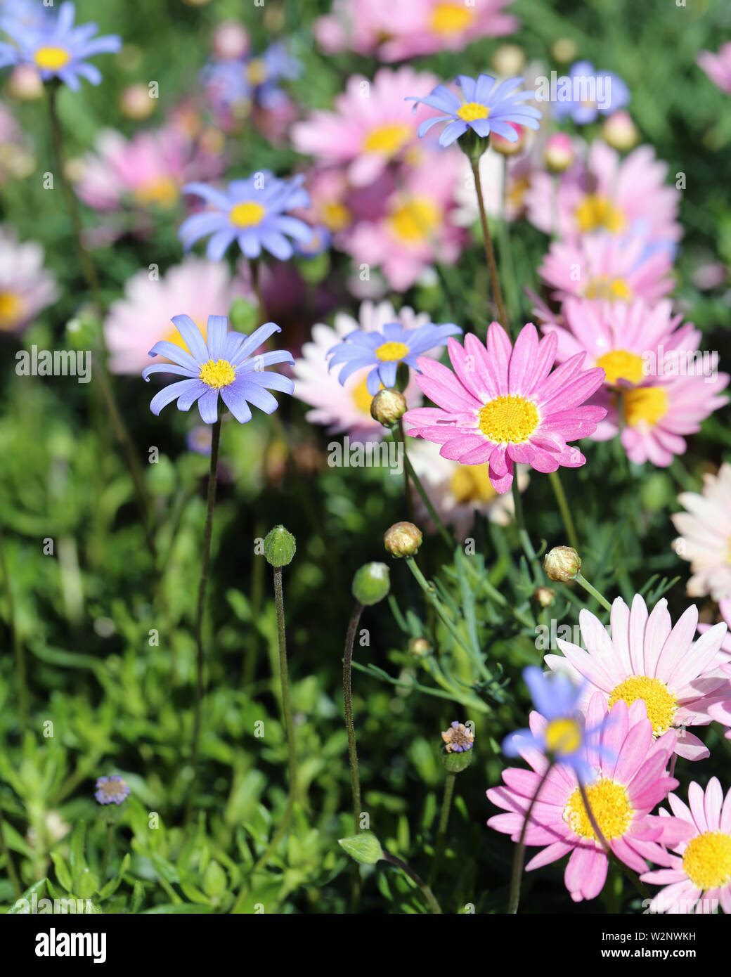 Pink and light blue / purple daisy flowers photographed in a meadow located in Funchal, Madeira. The photo includes a lot of lovely bright flowers. Stock Photo