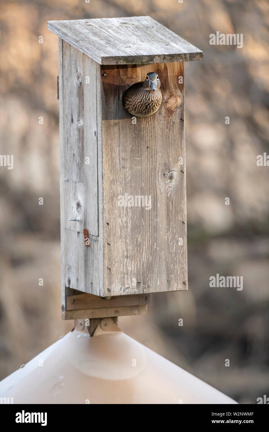 Wood Ducks (Aix sponsa) and Wood Duck nesting box, E North America, by Dominique Braud/Dembinsky Photo Assoc Stock Photo