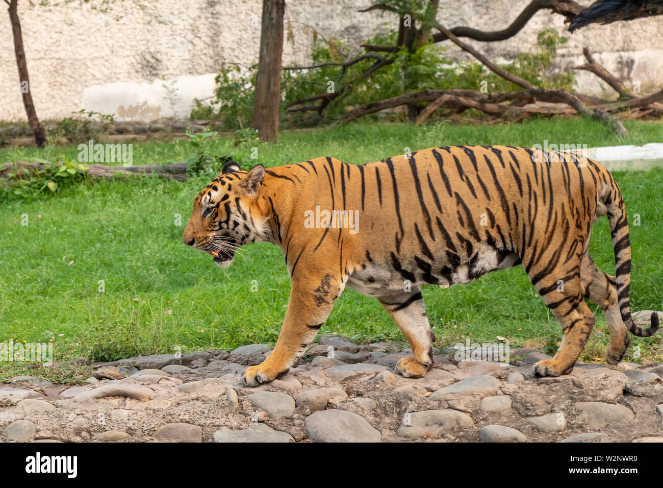 Portrait of a Royal Bengal Tiger in bright sunny day Stock Photo - Alamy