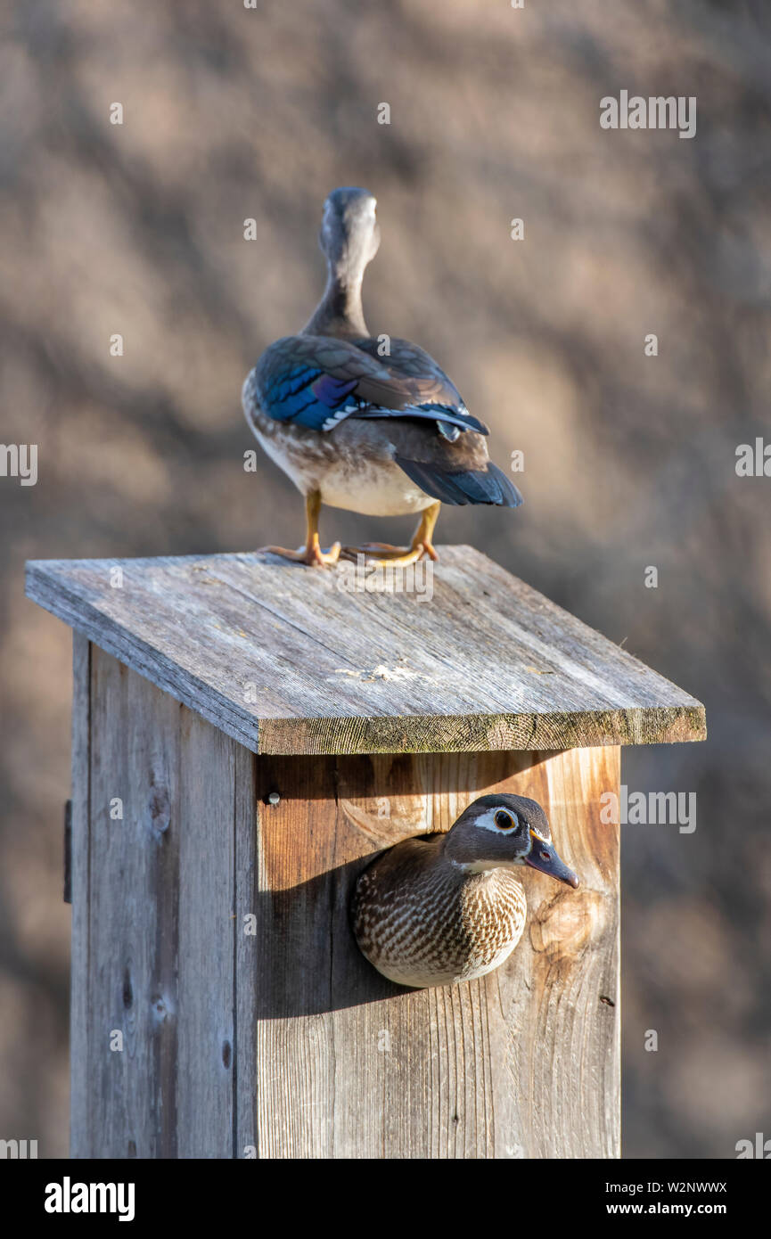 Wood Ducks (Aix sponsa) and Wood Duck nesting box, E North America, by Dominique Braud/Dembinsky Photo Assoc Stock Photo