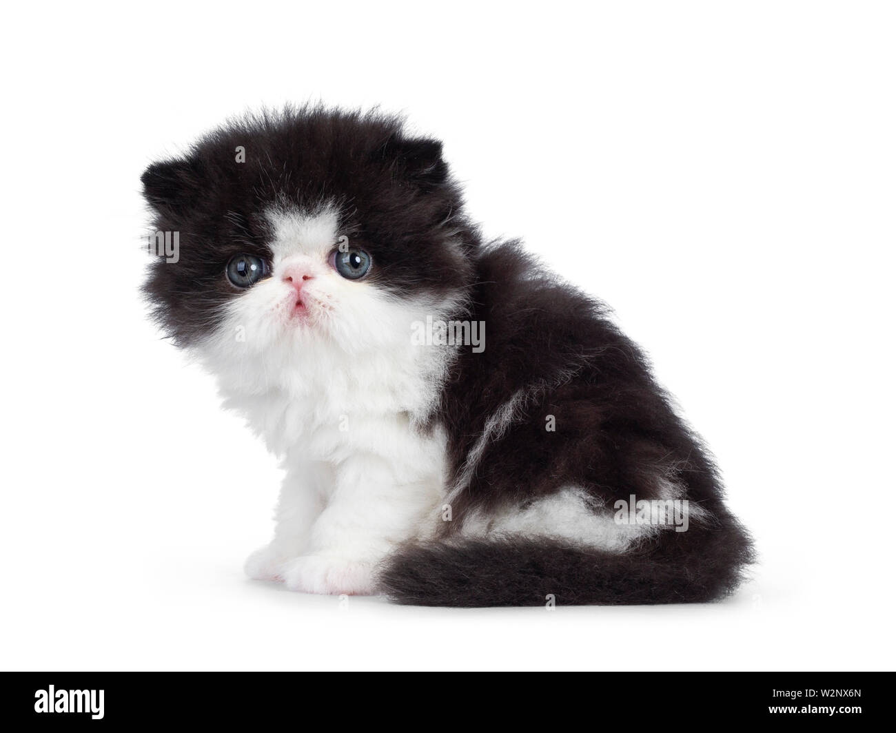 Cute few weeks old, very young black and white Persian cat ktten. Sitting side ways, looking at camera with round and still blue eyes. Isolated on whi Stock Photo