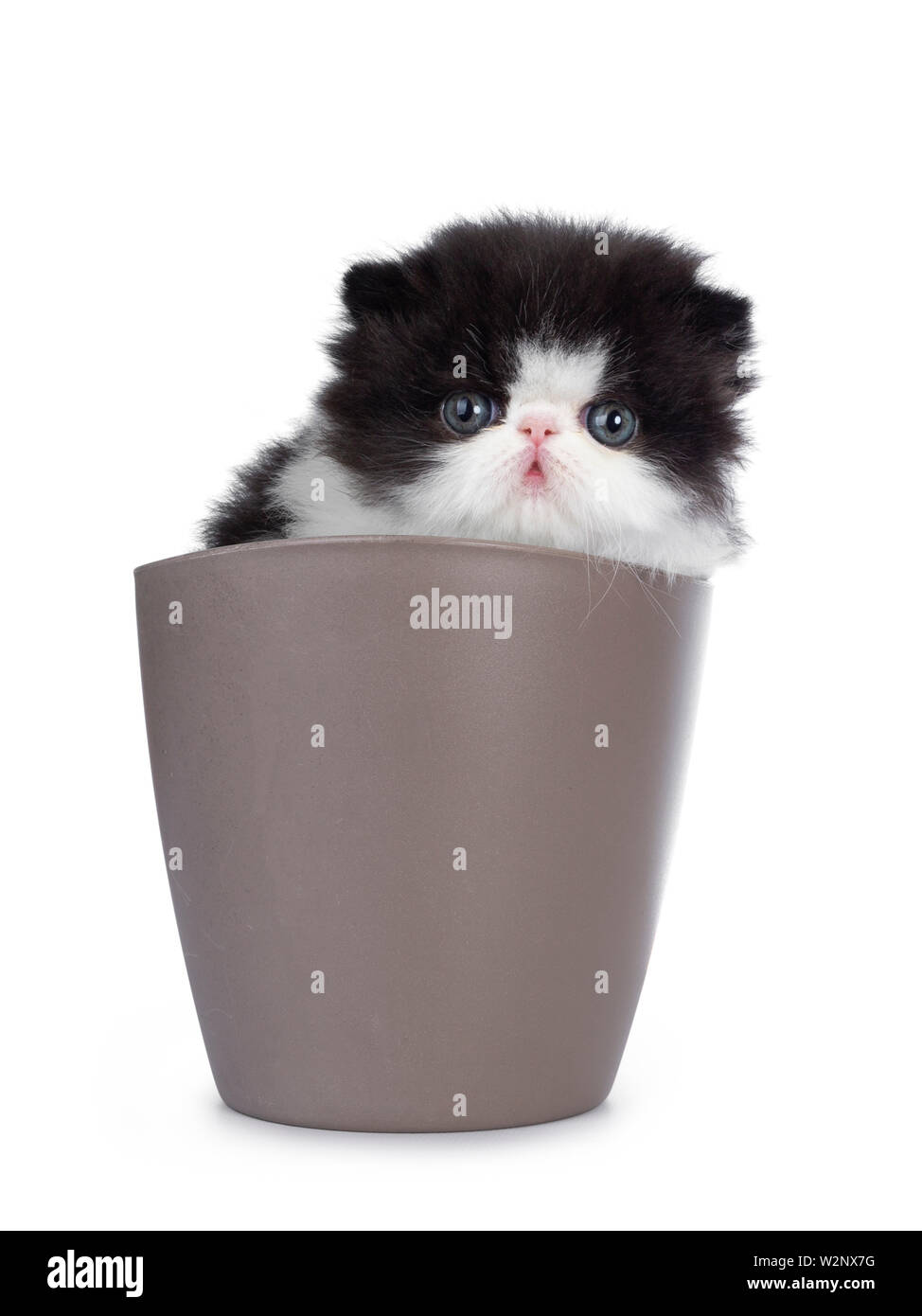 Cute few weeks old, very young black and white Persian cat ktten. Sitting in brown flower pot, looking at camera with round and still blue eyes. Isola Stock Photo