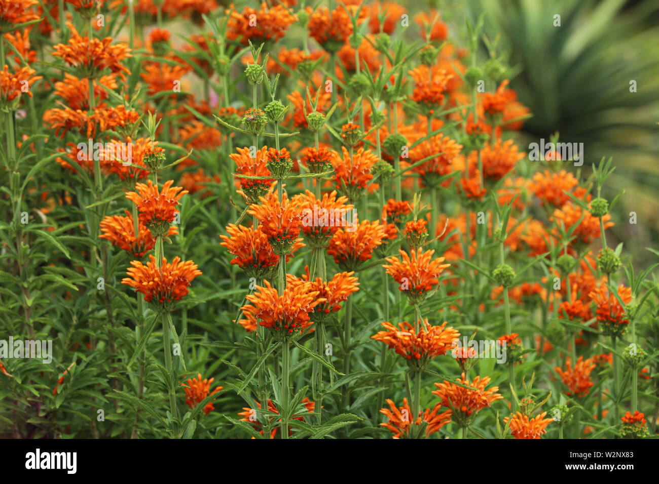 Lion's Ears Leonotis plant with orange blossom Stock Photo