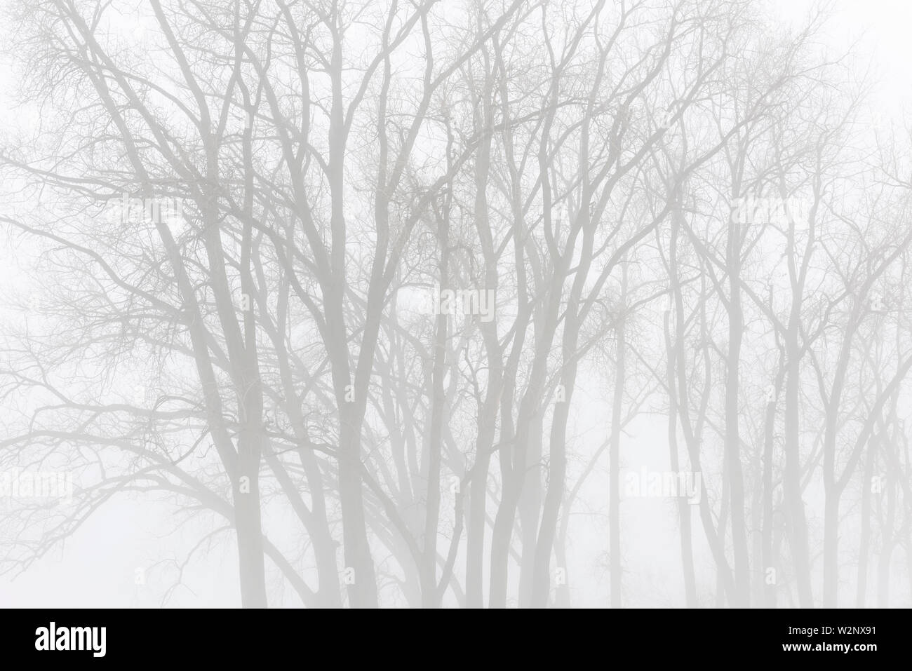 Heavy fog, trees and prairie, March, Whitetail Woods Regional Park, Dakota County, MN, USA, by Dominique Braud/Dembinsky Photo Assoc Stock Photo