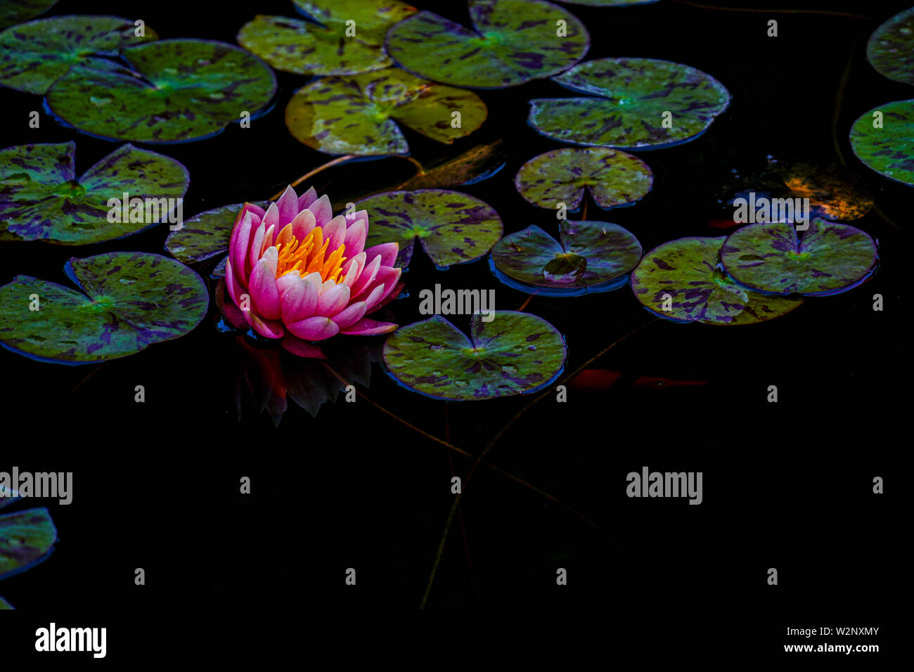 Orange water lily in a pond. Photographed in Tel Aviv, Israel in April
