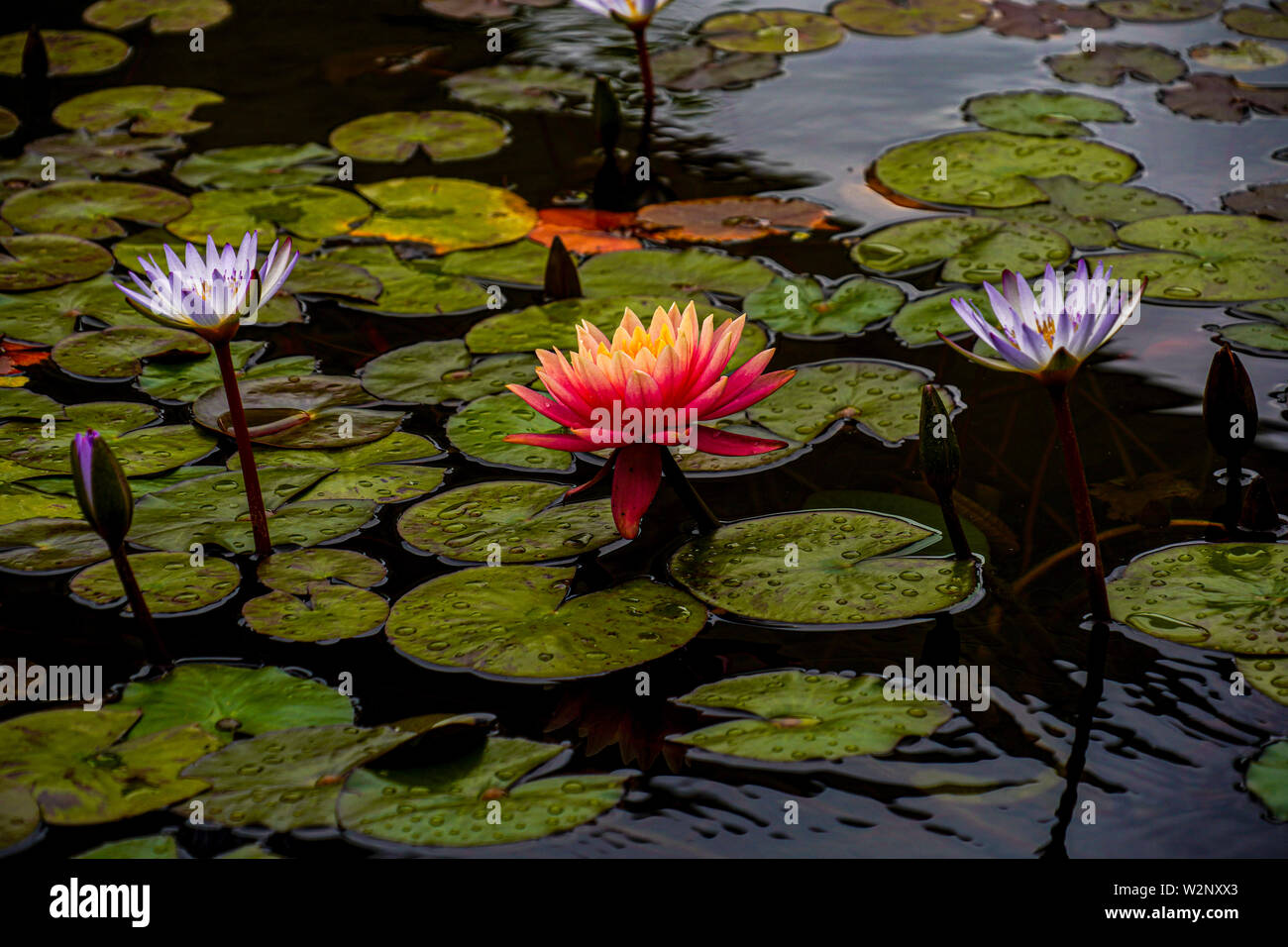 Orange water lily in a pond. Photographed in Tel Aviv, Israel in April Stock Photo