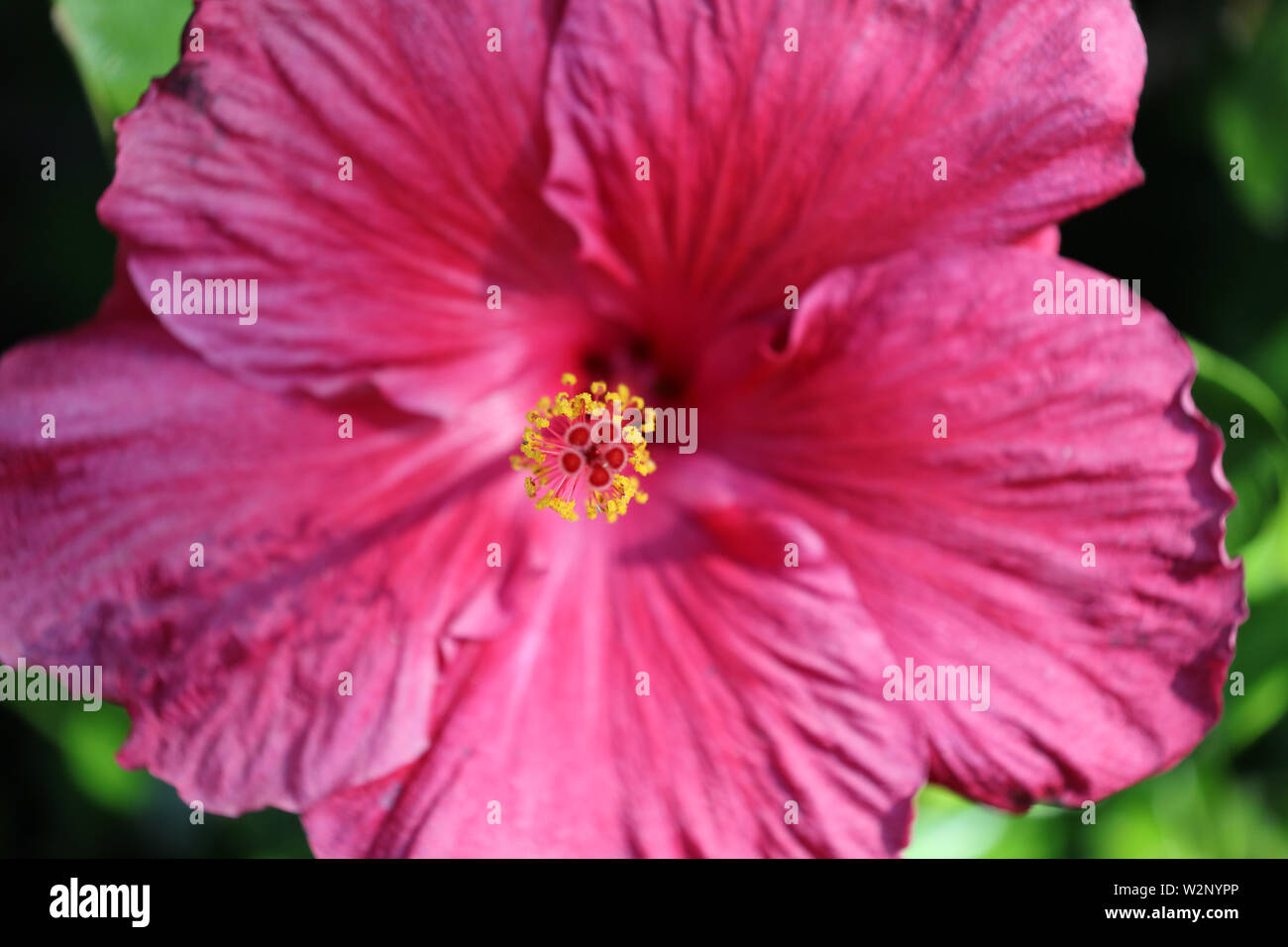 Pink flowering hibiscus closeup Stock Photo Alamy