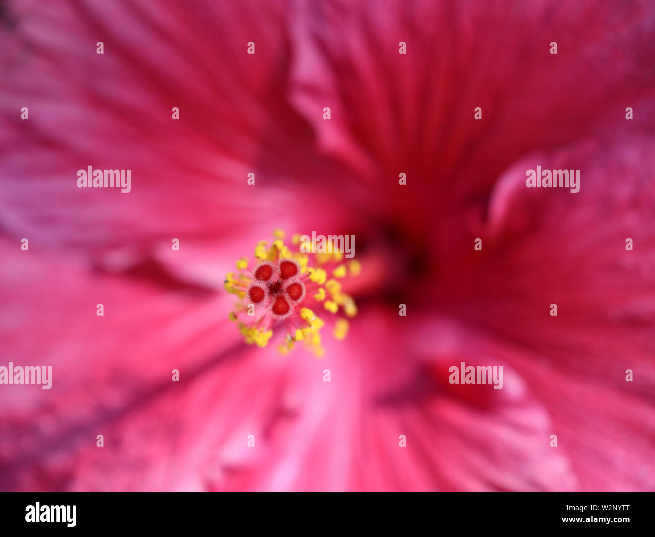 Hibiscus stamp hi-res stock photography and images - Alamy