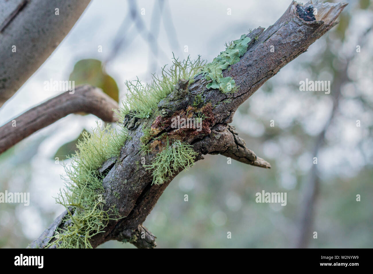 Aranda australia hi-res stock photography and images - Alamy