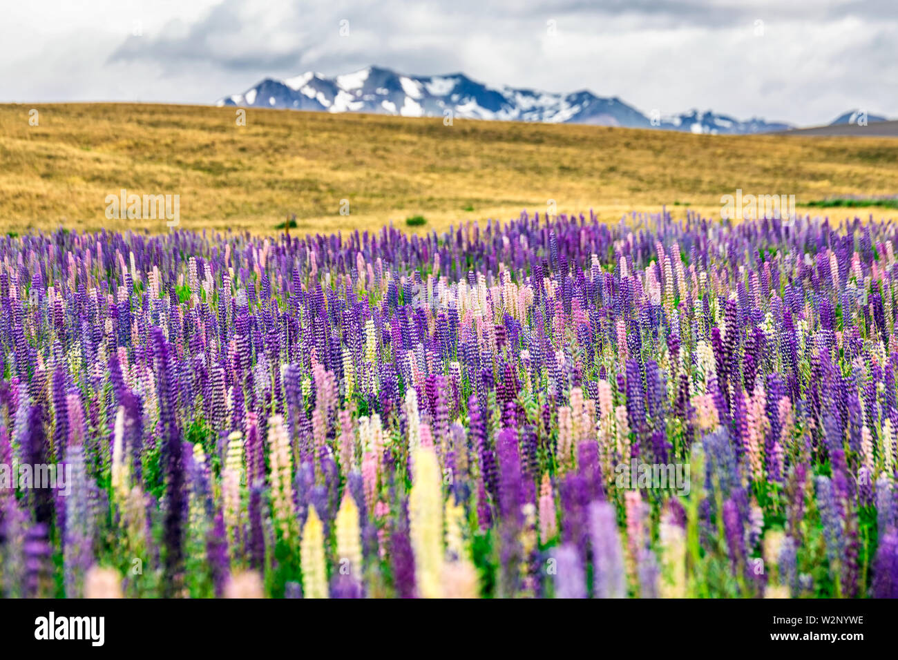 Majestic Mountain Landscape With Lupins Blooming Near Lake Tekapo New Zealand Stock Photo Alamy