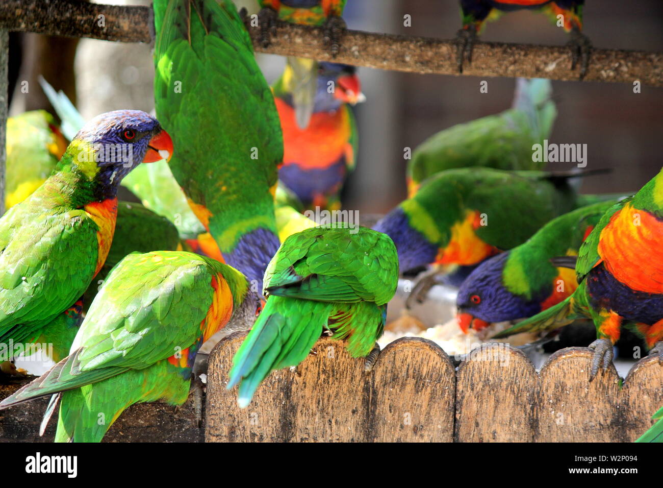 Feeding Frenzy Australian Rainbow Lorikeets feeding in back garden