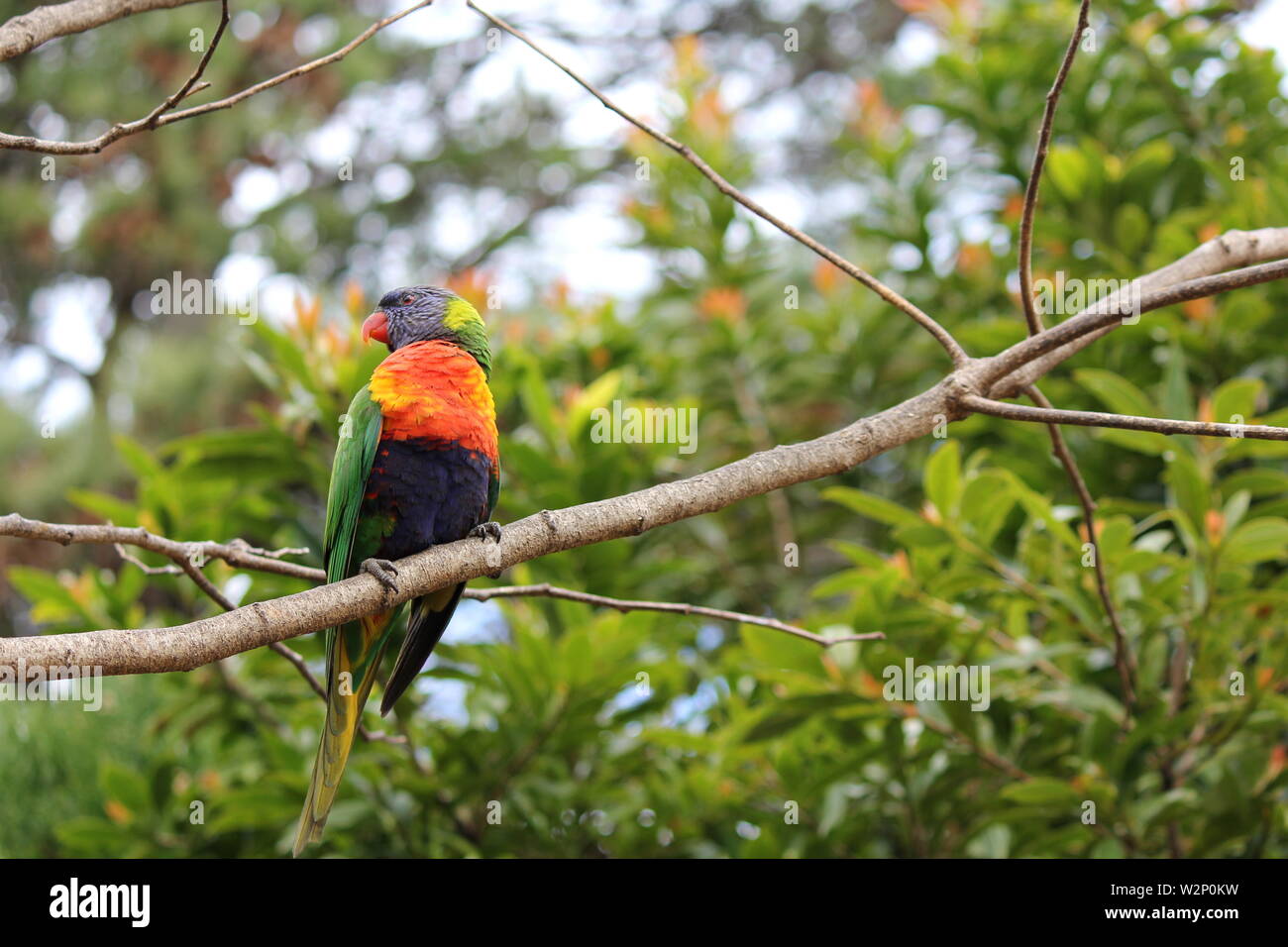 Single Australian Rainbow Lorikeet perched on a branch Stock Photo