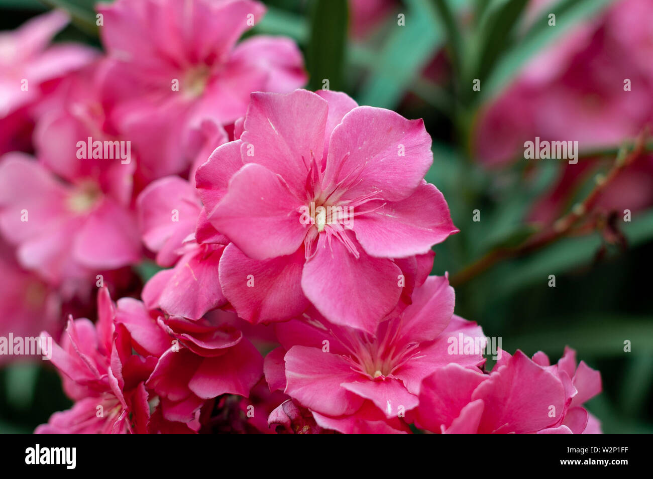 Blooming pink oleander flowers. Nerium oleander. Floral background Stock Photo