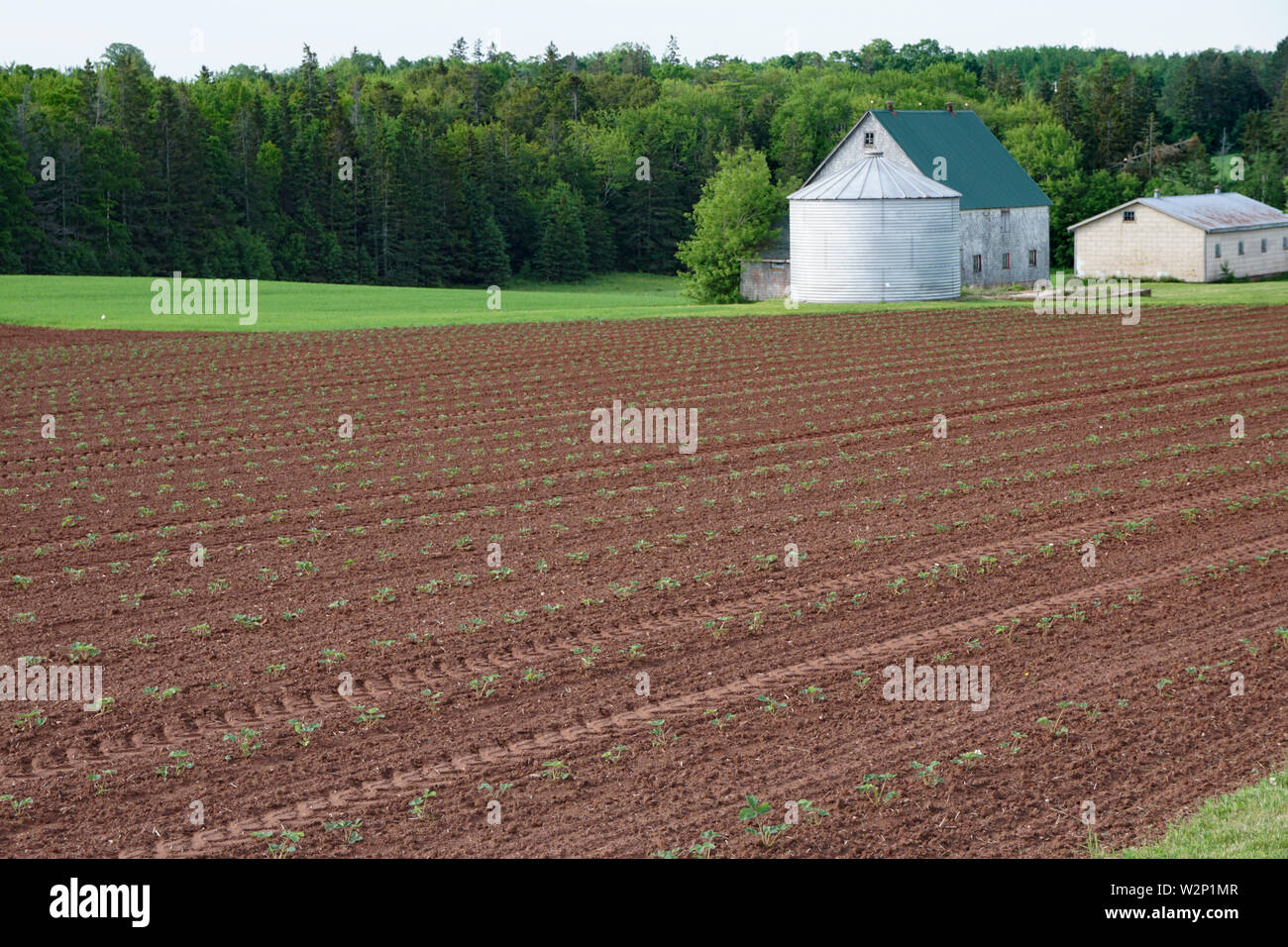 Strawberry Plants in the red soil of PEI Stock Photo