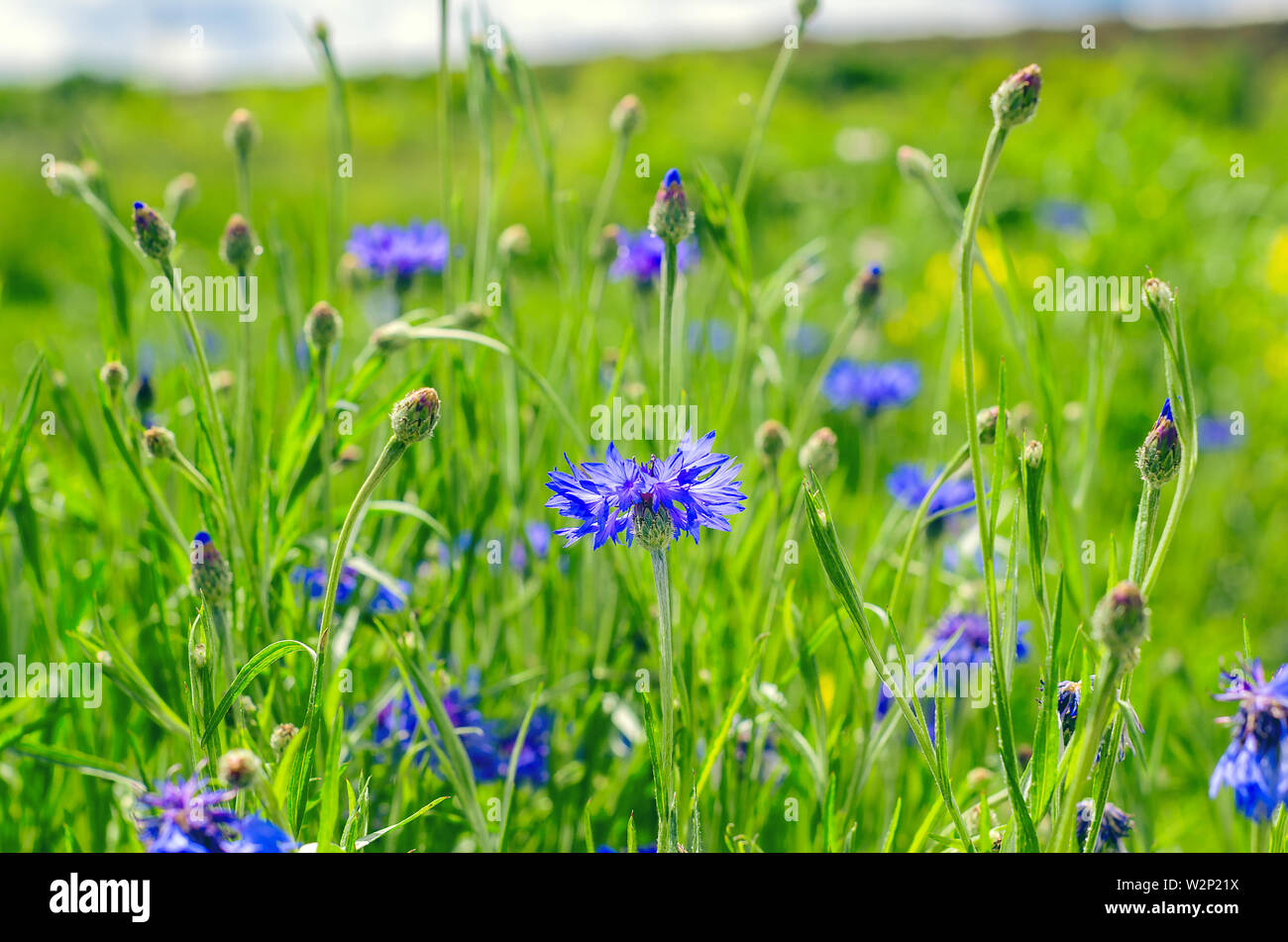 Blue Cornflowers, also called Bachelor's Buttons in the Field on a Bright Summer Day. Stock Photo