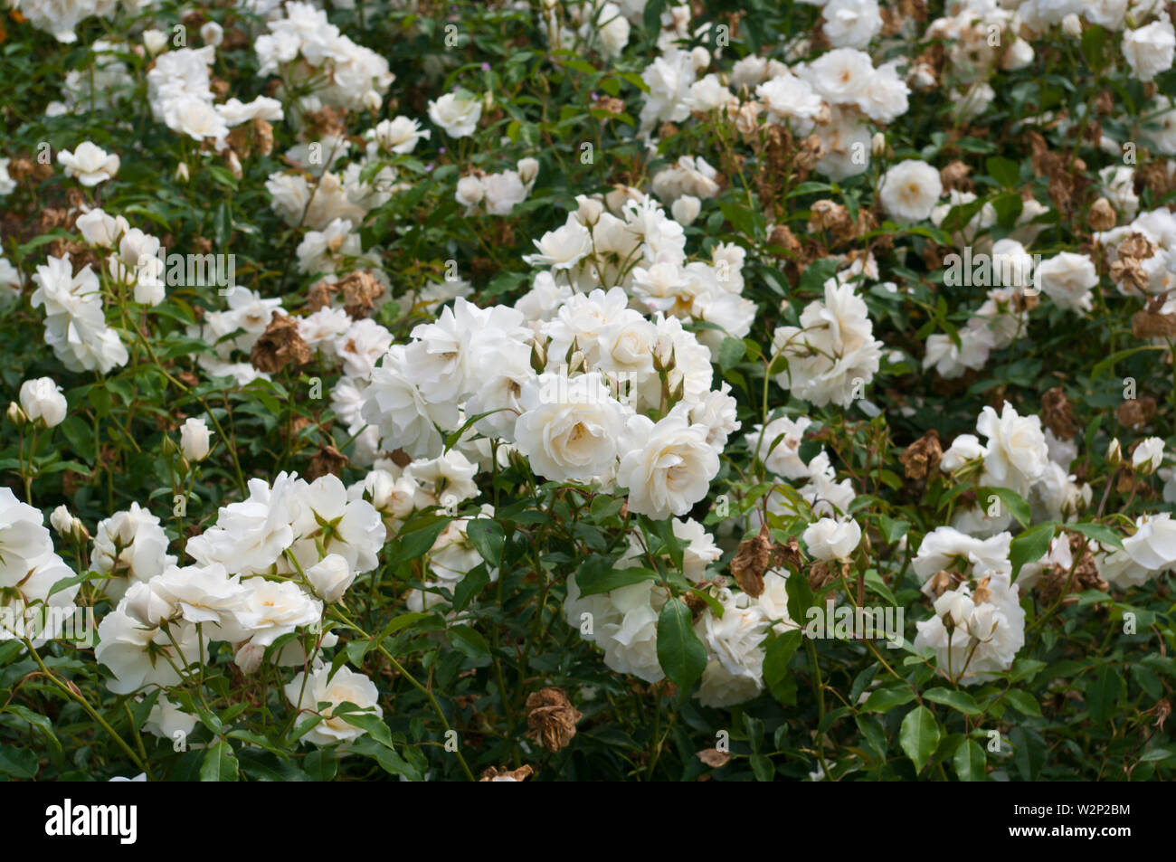 White Rose Rosa Iceberg Korbin Stock Photo - Alamy