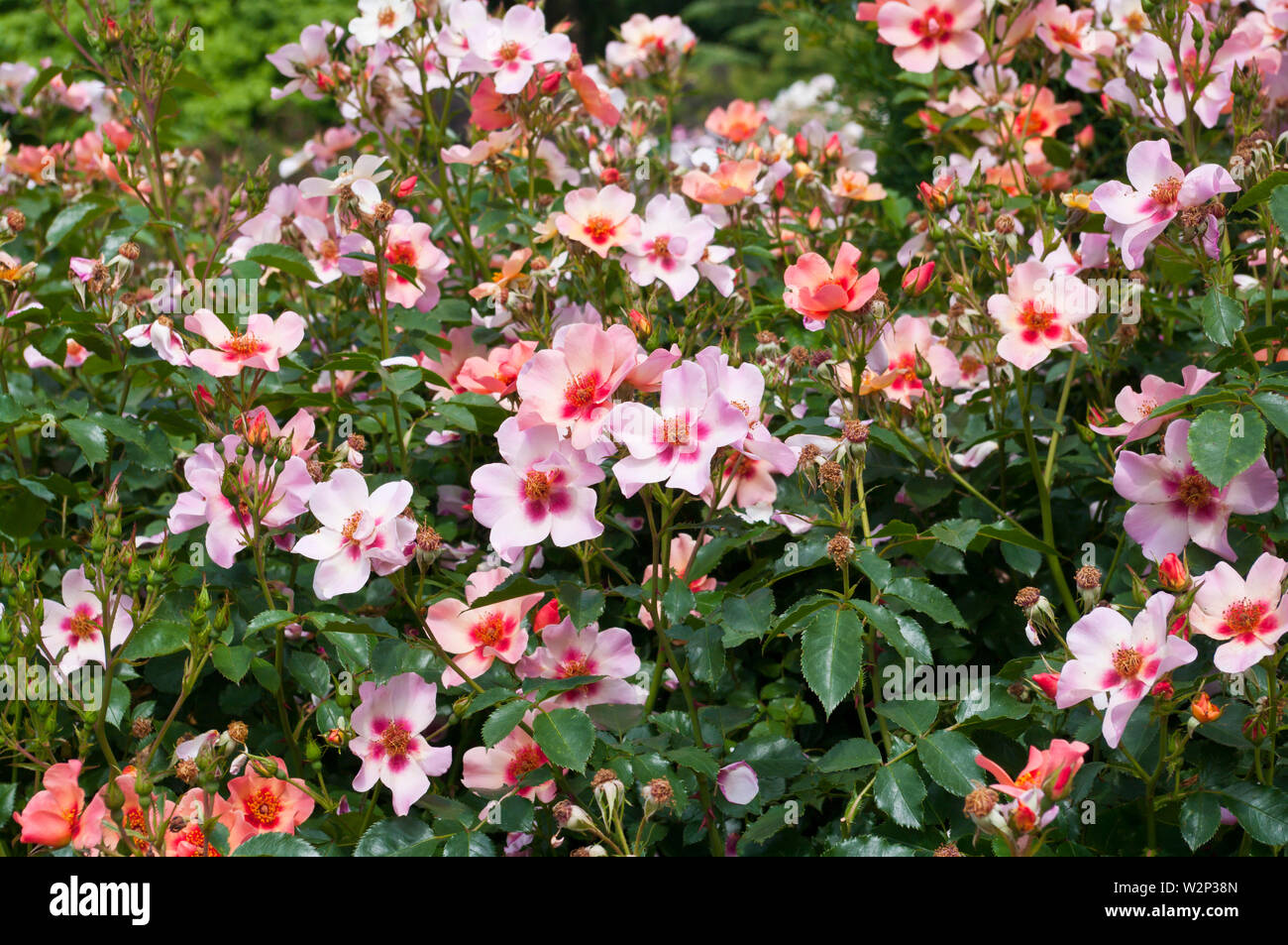 Pink Rose Rosa For Your Eyes Only Cheweyesup Stock Photo - Alamy