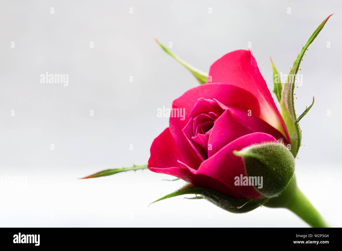 Pink rose on light-grey background Stock Photo