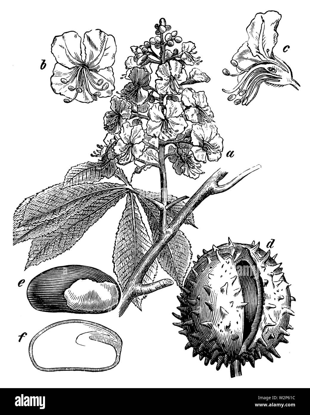 horsechestnut, conker tree (Aesculus hippocastanum), Aesculus