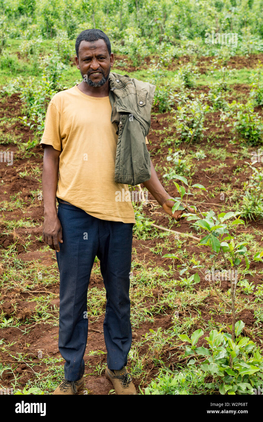 Farmer in field of khat in Illubabor, Ethiopia Stock Photo